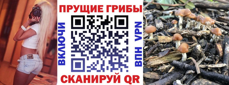 Купить закладки  Сорочинск  Галлюциногенные грибы Cubensis 